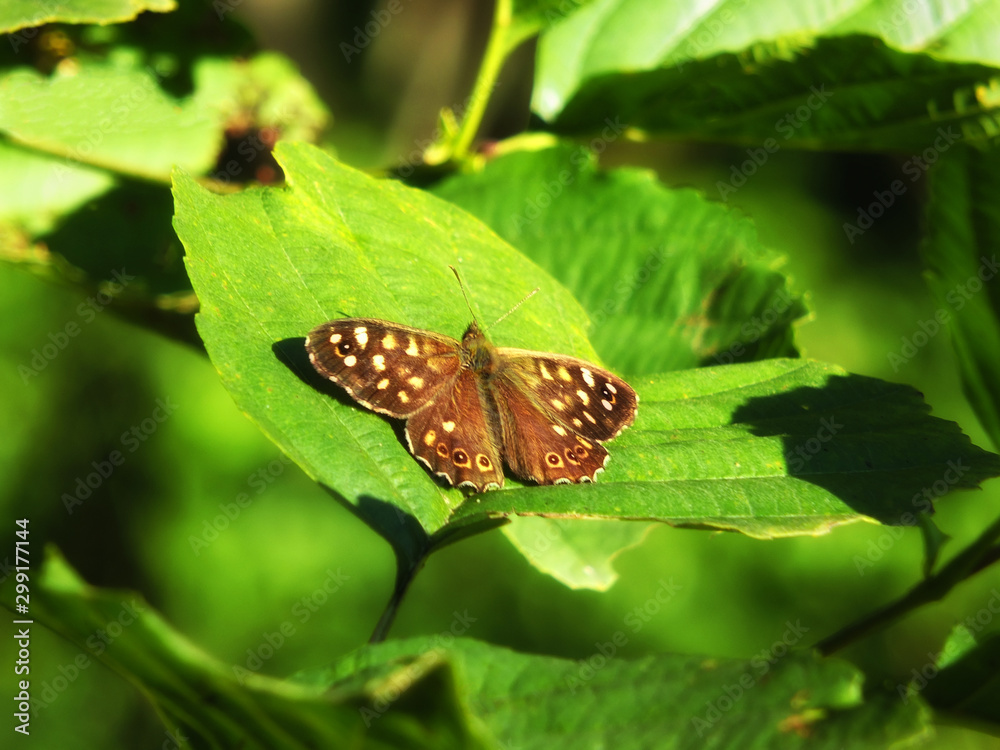 a speckled wood butterfly on green forest leaves a speckled wood butterfly on green forest leaves