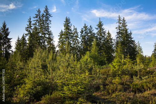 coniferous forest of different ages against a blue sky
