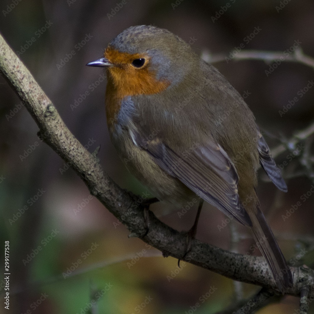 Obraz premium bird on a branch