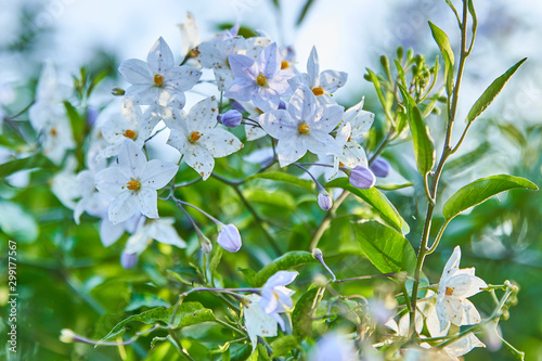 Morelle faux jasmin, fleurs blanches en automne photo