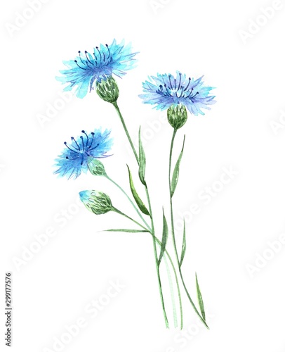 blue wildflowers cornflowers  watercolor drawing on a white background