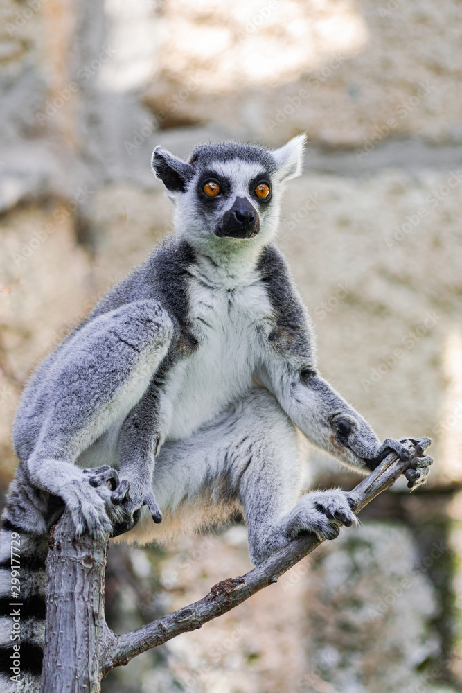Obraz premium Ring tailed lemur, (lemur catta), sitting on tree branches, with rocky background