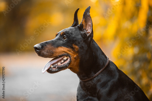 black dog portrait doberman autumn