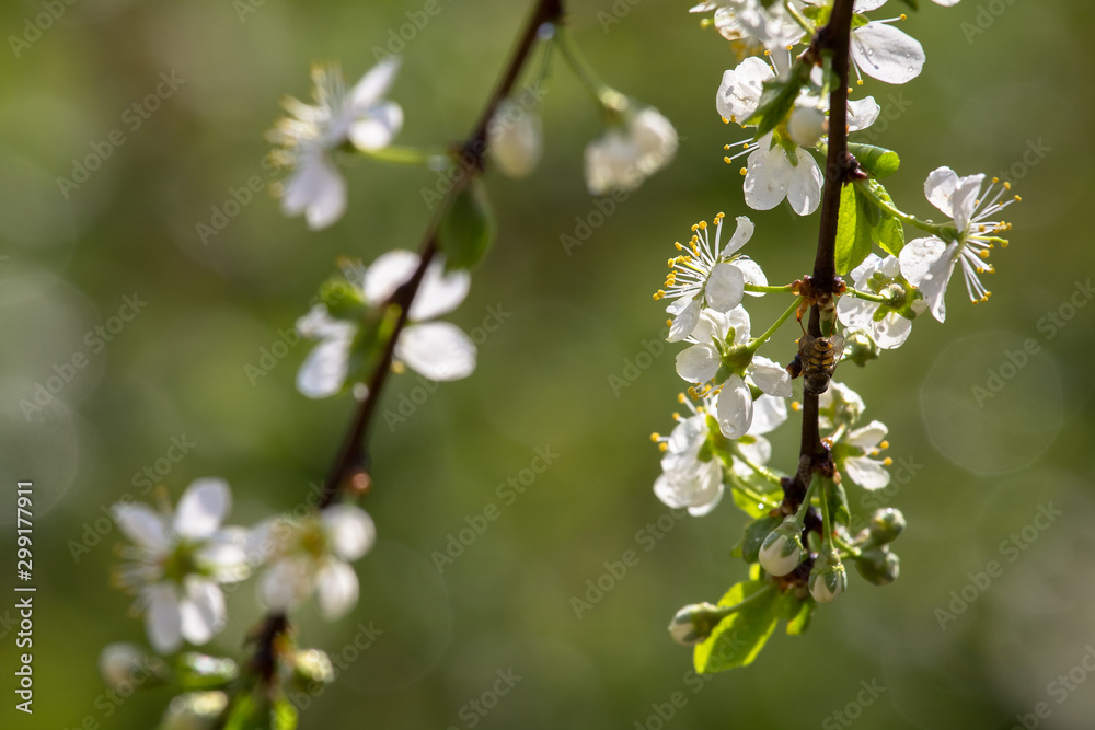 decorative background for design, plum flowers decorative background for design, plum flowers