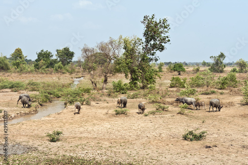 Small Herd of Water Buffalos at Savannakhet, Laos, South East Asia