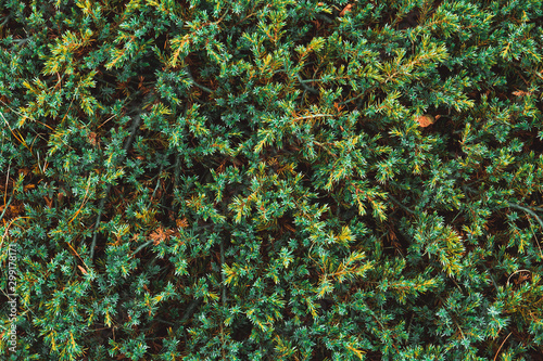 Juniper bush high in mountains.