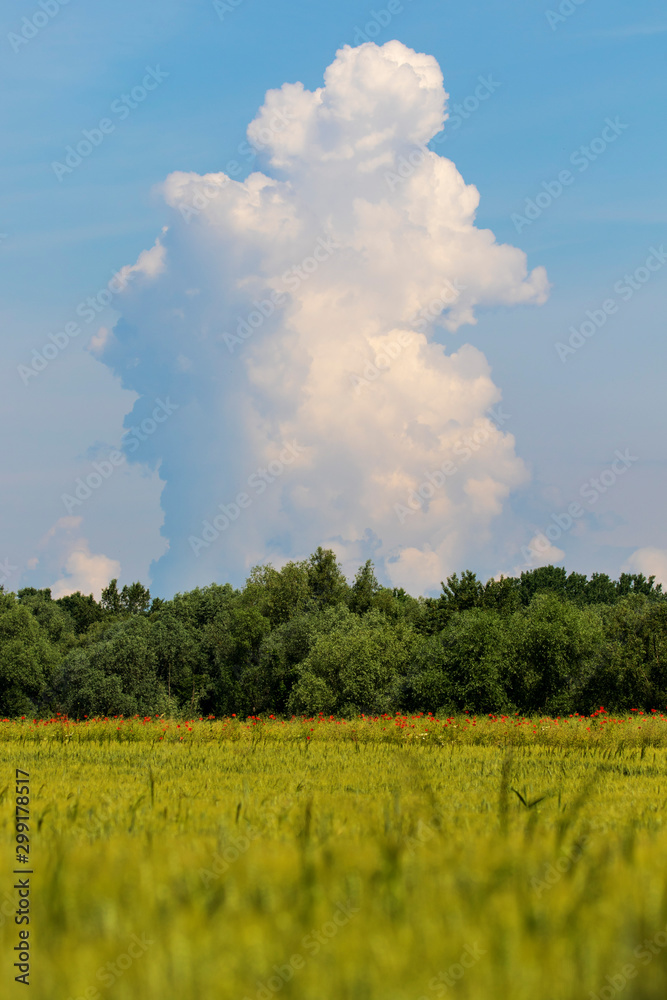 Giant cloud above the wheat field Giant cloud above the wheat field