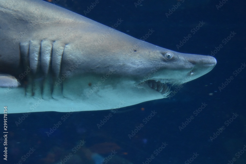 Obraz premium shark swimming in an aquarium