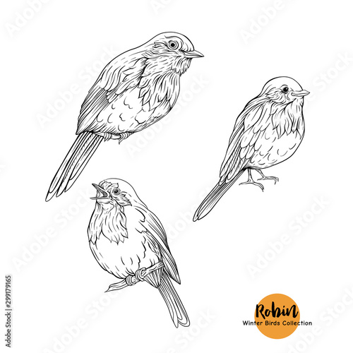 Robin bird - a symbol of Christmas. Set of elements for design Isolated on white background. Realistic sketch drawing. Graphic drawing, engraving style. Vector illustration..
