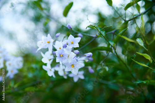 Morelle faux jasmin, fleurs blanches en automne