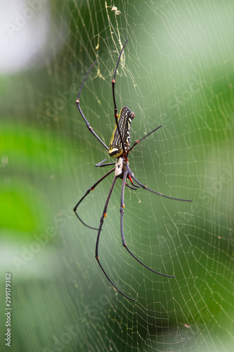 Giant Golden Orb-weaving Spider (Nephila pilipes) female AKA Giant Wood Spider Sinharaja National Park, Sri Lanka