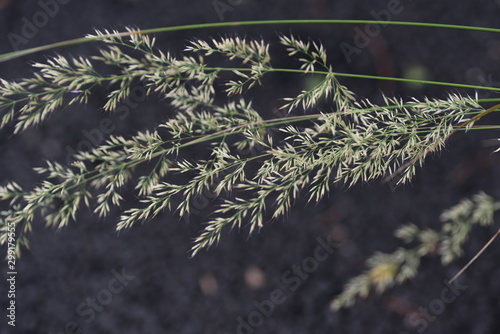 Feather reed grass (Calamagrostis brachytricha) is a poaceae perennial that grows in the mountain path with a panicle spikelet in the fall. photo