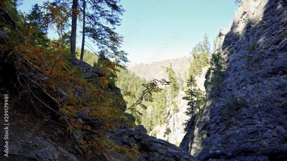 Beautiful landscape view of fall leaves next to a cliff looking out to more pine trees deep in the Rocky Mountains Beautiful landscape view of fall leaves next to a cliff looking out to more pine trees deep in the Rocky Mountains