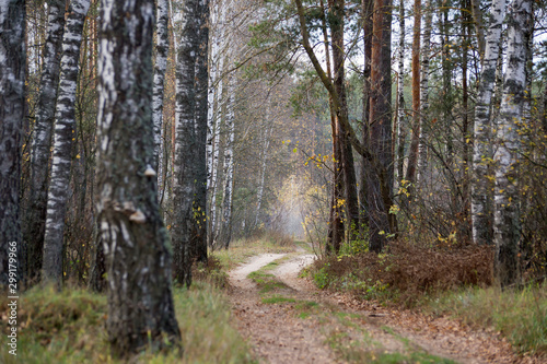 Winding path in the morning in the autumn forest.