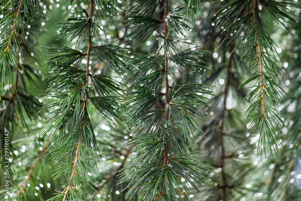 rain and pine