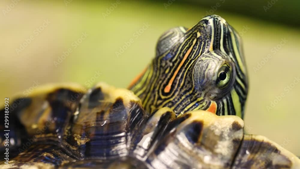 turtle head close-up