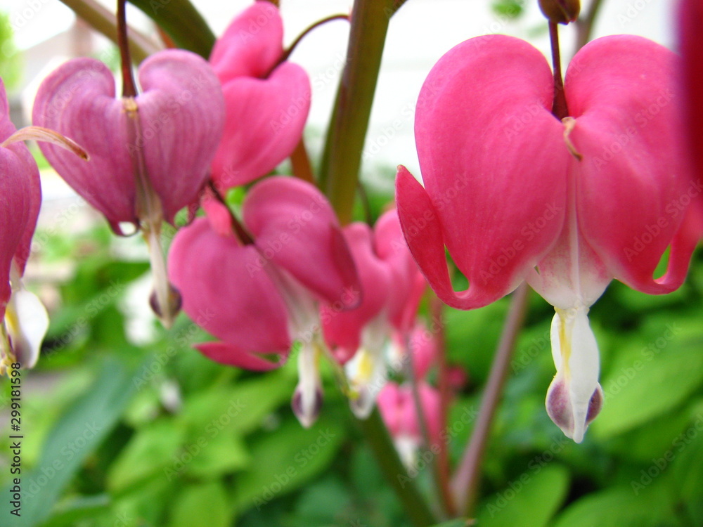 Obraz premium bleeding hearts garden