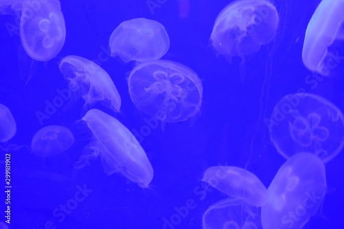 Several blue jellyfish in water