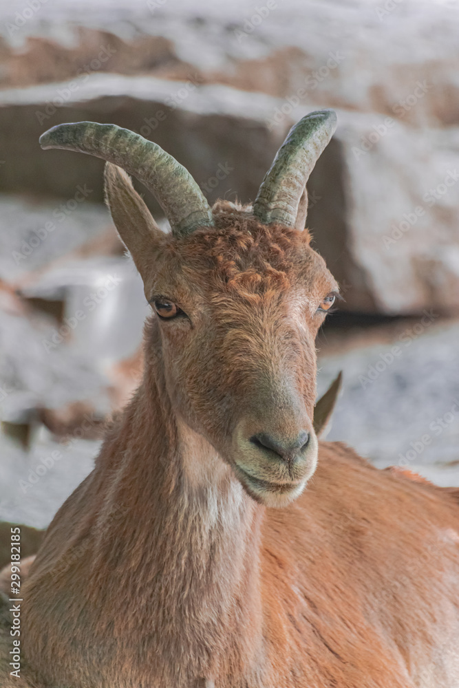 East Caucasian tur, (Capra caucasica cylindricornis), adult female head portrait East Caucasian tur, (Capra caucasica cylindricornis), adult female head portrait