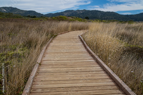 Wallpaper Mural Boardwalk in Ano Neuvo State Park, California,  Torontodigital.ca