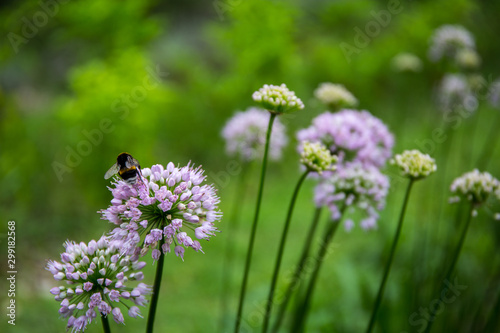 Broken-belted Bumblebee Bombus soroeensis on a violet flower closeup