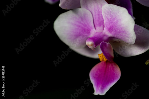 Orchids