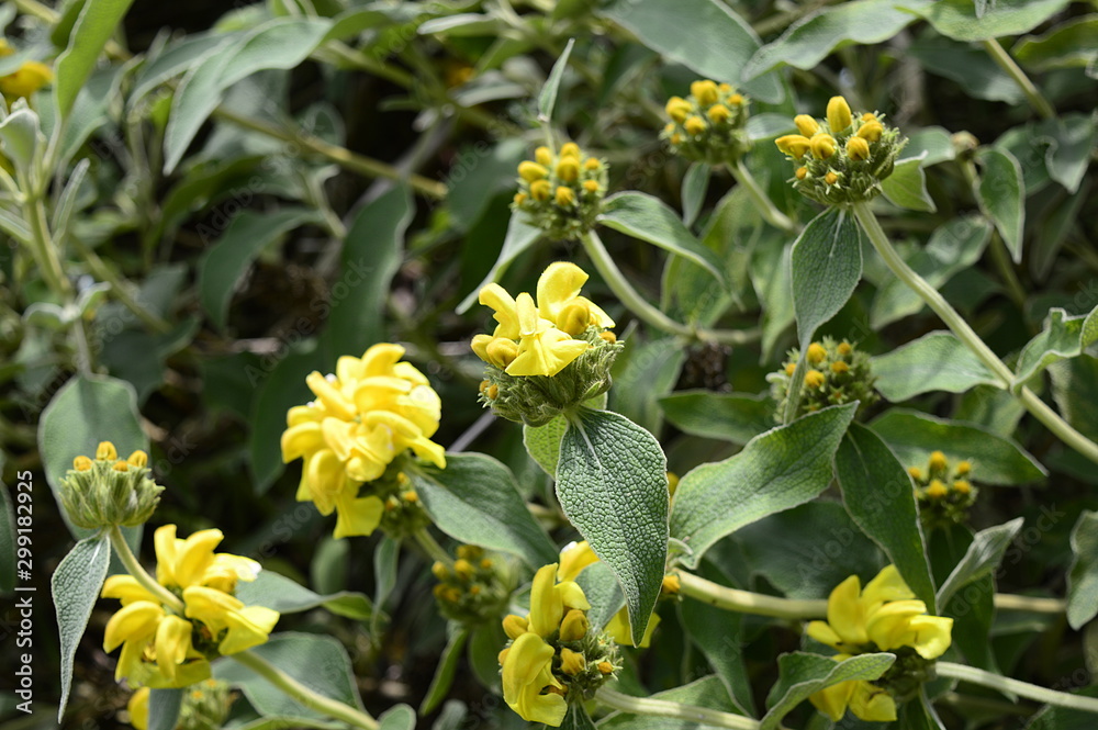 Closeup Phlomis fruticosa known as Jerusalem sage with blurred background in garden Closeup Phlomis fruticosa known as Jerusalem sage with blurred background in garden