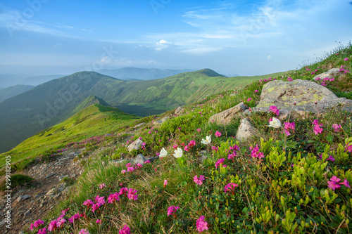  Fields of flowers in the mountains 