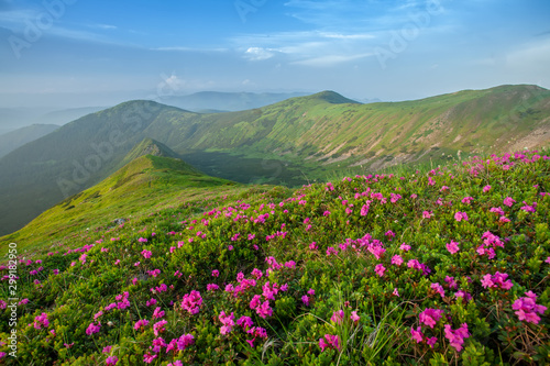 Fototapeta Naklejka Na Ścianę i Meble -   Fields of flowers in the mountains 