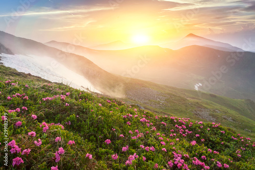  Fields of flowers in the mountains  © Maksym Dykha