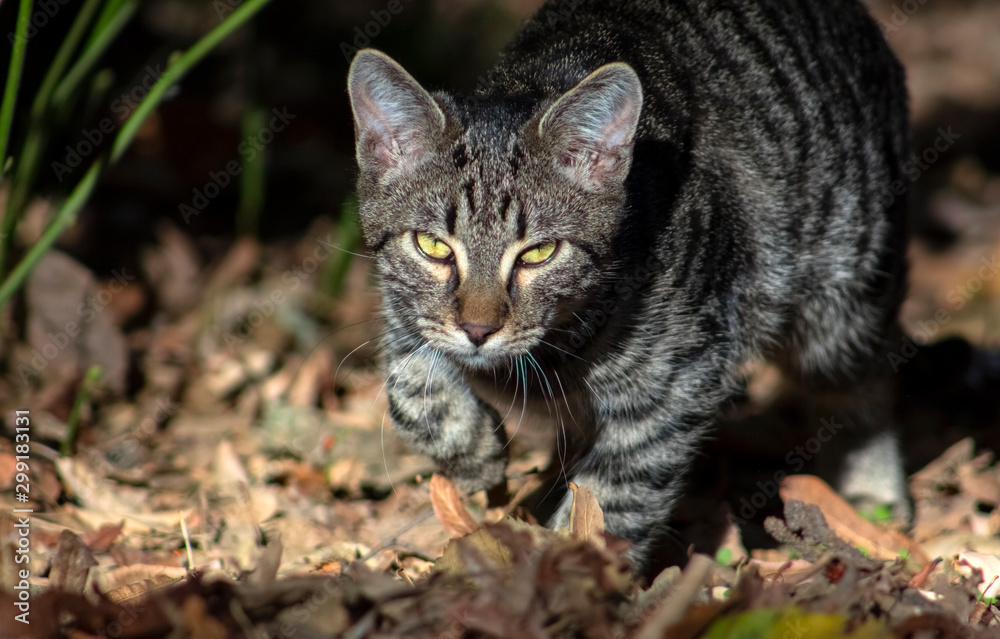Portrait of a cat with a tiger pattern in the park. Portrait of a cat with a tiger pattern in the park.