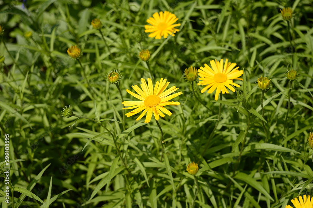 Closeup Buphthalmum salicifolium known as ox-eye with blurred background in garden Closeup Buphthalmum salicifolium known as ox-eye with blurred background in garden