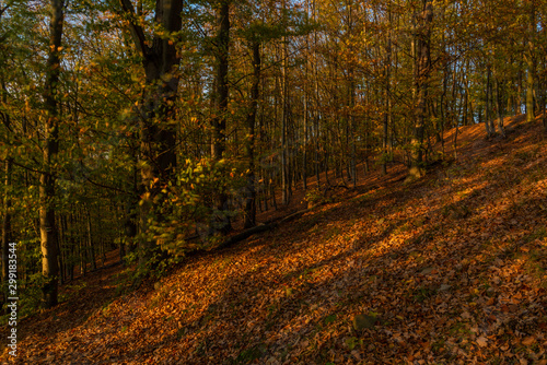 Color orange forest in Moravia region in sunny color orange day