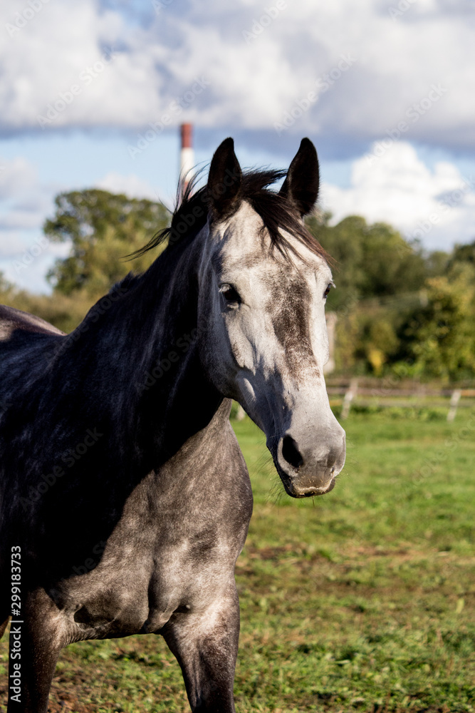 Portrait of gray horse in summer Portrait of gray horse in summer