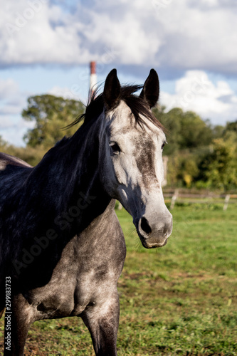 Portrait of gray horse in summer © virgonira
