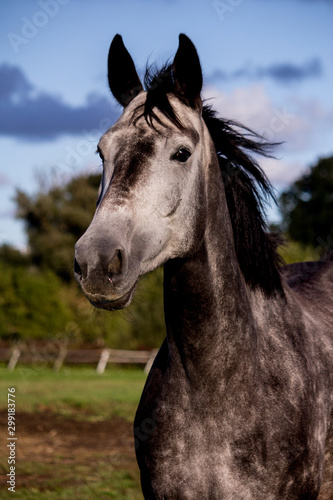 Portrait of gray horse in summer