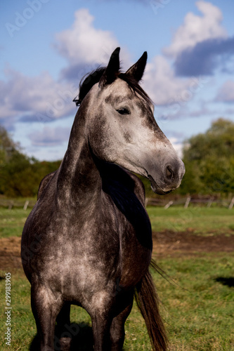 Portrait of gray horse in summer © virgonira
