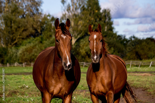 Two brown horses standing together photo