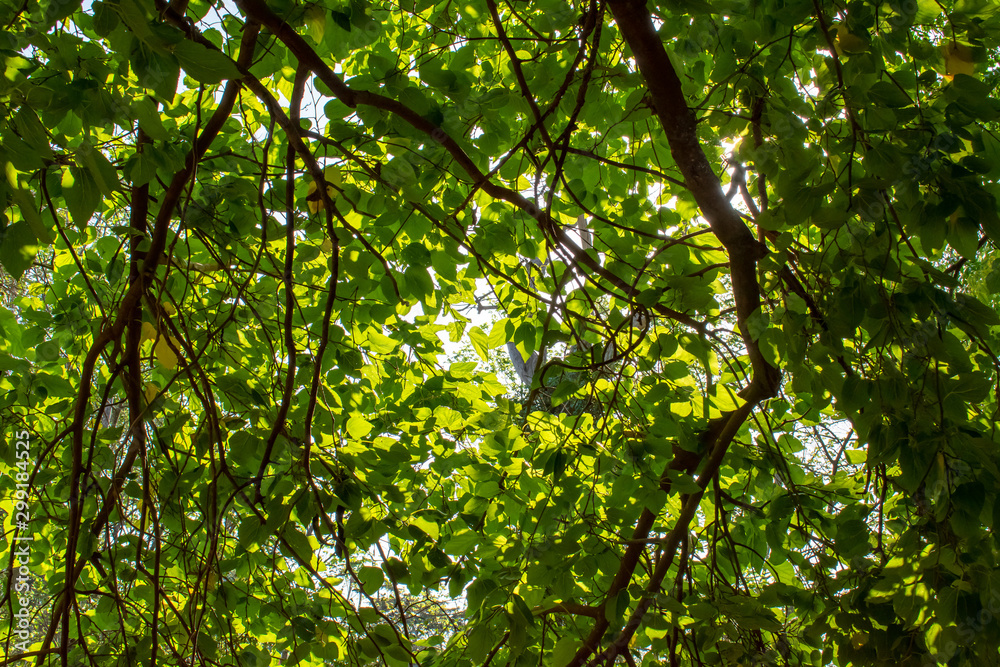 Follaje verde de arbol