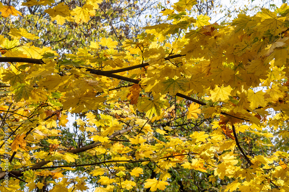 Golden autumn - maple branch in yellow leaves.