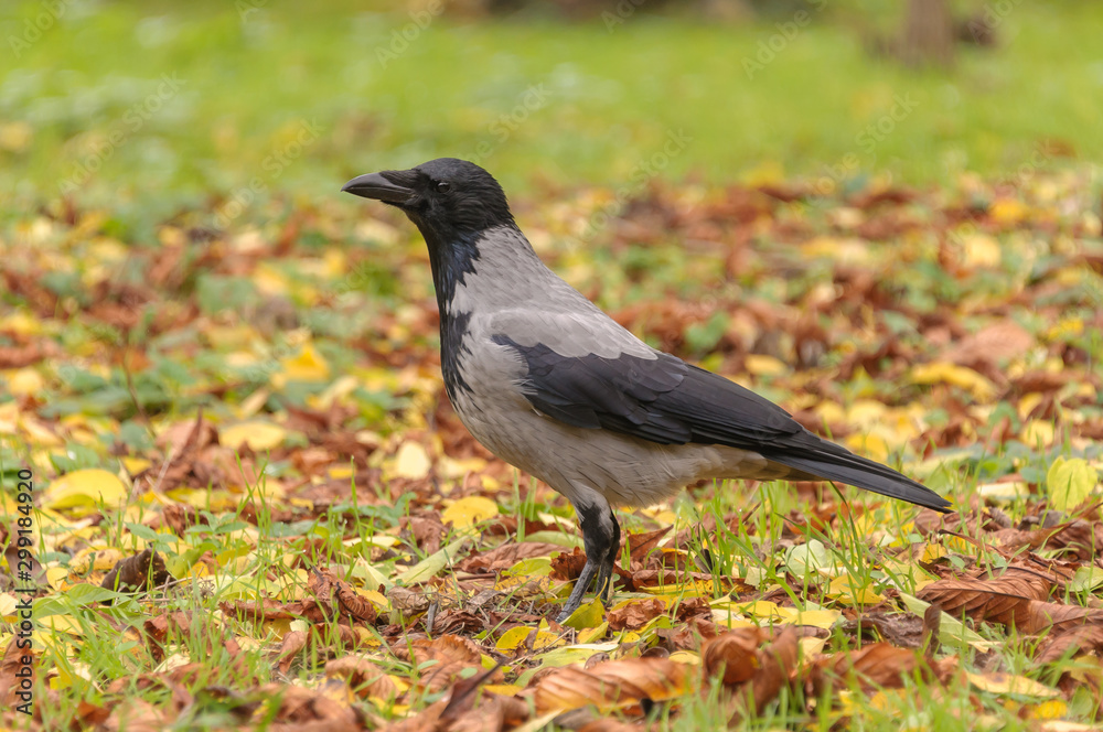 Crow among the fallen yellow leaves in the fall. Crow among the fallen yellow leaves in the fall.