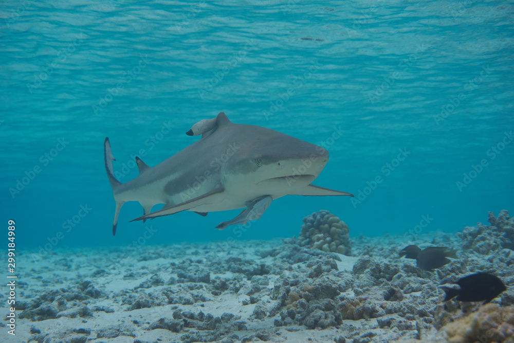 Fototapeta premium sharks in the sea