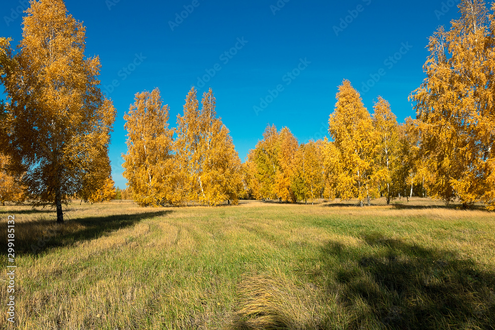 birch trees in the forest on a clear day in autumn