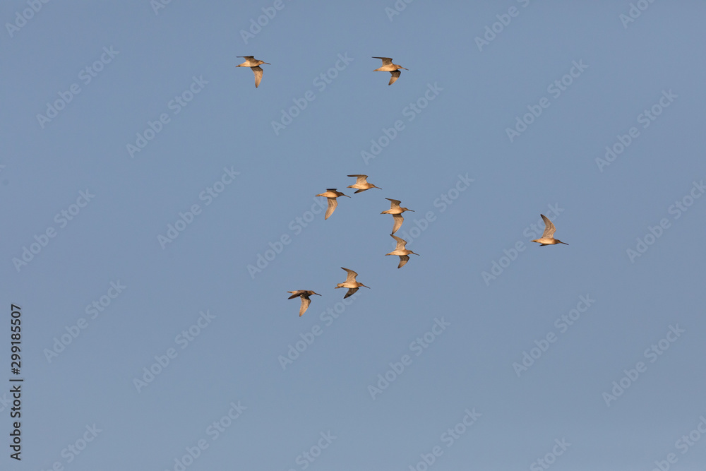 Sandpiper flock in Flight Sandpiper flock in Flight