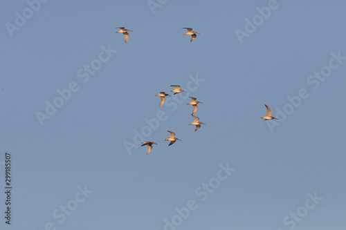 Sandpiper flock in Flight
