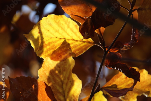 Autunno in Val di Mello