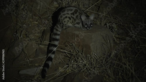 African genet cat looking at the camera at night photo