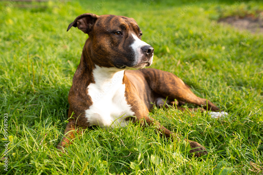pit bull on green grass in summer park pit bull on green grass in summer park
