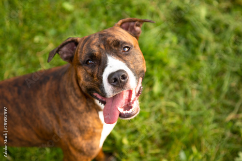 pit bull on green grass in summer park