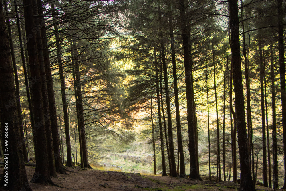 Obraz premium break in the trees